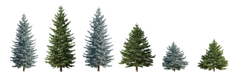 Picea pungens colorado blue and green spruce evergreen pinaceae needled tree isolated png on a transparent background premium cutout