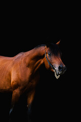 Arabian stallion on black background - obrazy, fototapety, plakaty