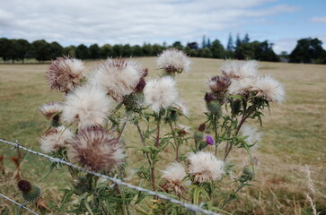 thistle in the field