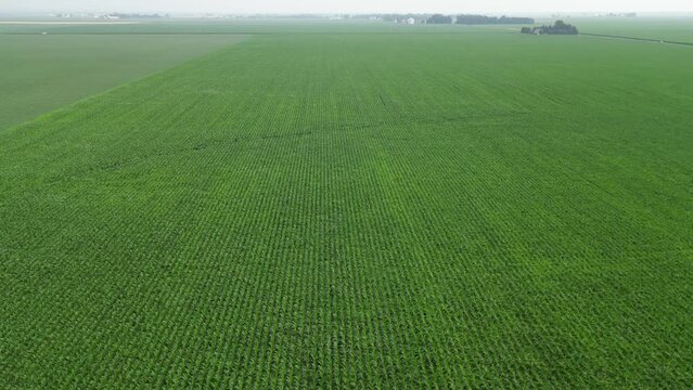 This is a drone video taken in Illinois while flying over vertical corn rows. The drone then slowly turns left to view a farmhouse past the neighboring soy field on a cloudy day.