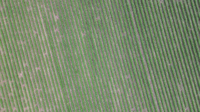Top down shot of an Illinois soy field that starts by following the rows and then begins to rotate clockwise
