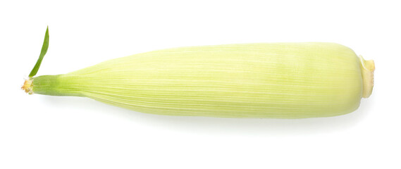 Single ear of corn isolated on white, top view