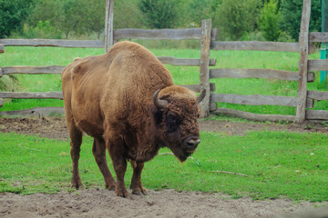 Bison bonasus in a wooden animal pen