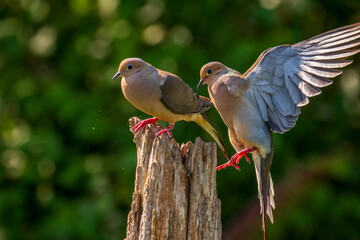 Mourning Doves fighting over a dead tree