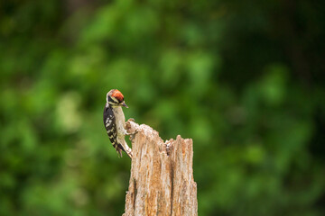 Downy Woodpecker looking for bugs