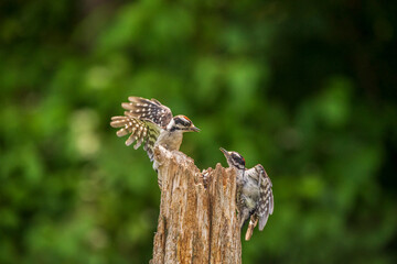 Downy Woodpecker mates fighting 