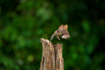Purple Finch in flight towards forest