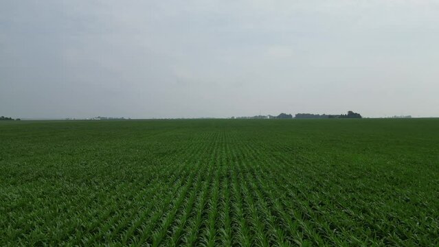 This is a low flyover of an Illinois corn field. As the shot progresses forward, the camera tilts down to capture the corn up close and to see into the rows as the wind pushes the corn around.