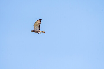Red Tailed Hawk in flight