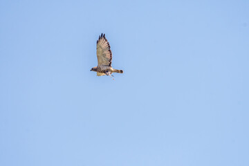 hawk in flight