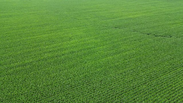 This shot is a flyover of an Illinois Corn field on a cloudy day taking angle over the corn that does not follow the planted rows.