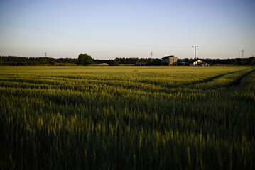 Rural farm surrounded by wheat fields symbolizing the simple life apart from the cities, sometimes...