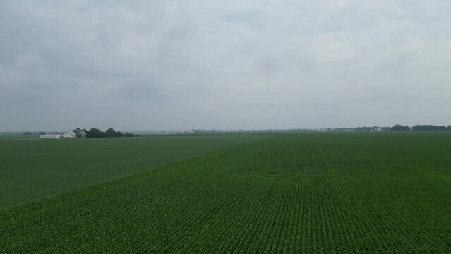 This is a aerial shot over an Illinois corn field that pans from left to right on a typical cloudy day.