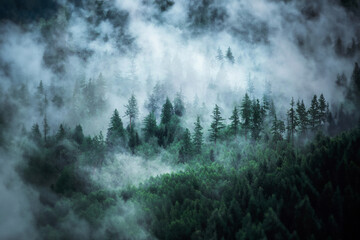 View of foggy mountains. Forested mountain slope in low lying cloud - 631306681