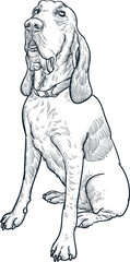 Vintage hand drawn sketch of bracco italiano dog breed