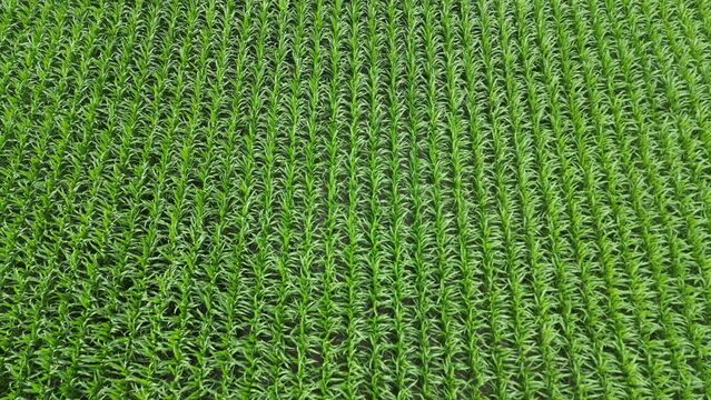 This is a low aerial shot flying over a beautiful Illinois corn field on a windy day. 