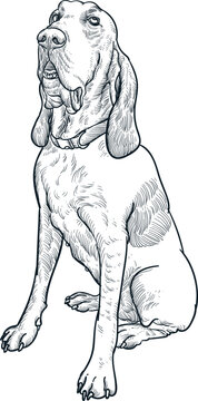 Vintage hand drawn sketch of bracco italiano dog breed