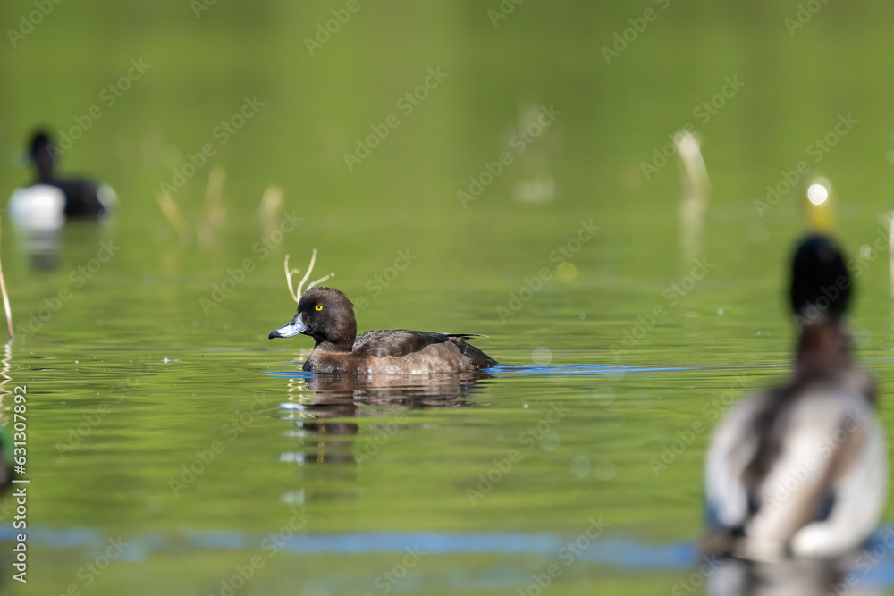 Sticker Ein Reiherente auf dem Wasser