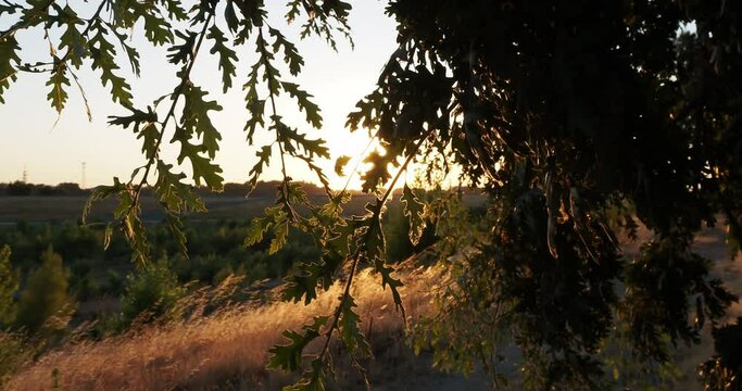 Oak tree on levee with sunset and lots of wind 