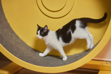 Smoky cat running on exercise wheel. training apparatus.
