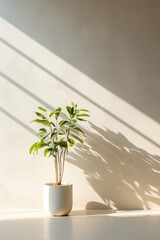 Beautiful house plant in the pot on wooden floor set beside the wall with sunbeam and shadow on white empty wall. Vertical background, mockup backdrop. Green houseplant decoration. Products overlay