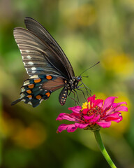 Fototapeta na wymiar Pipevine Swallowtail Butterfly