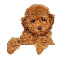 Red toy poodle puppy above banner, - 631314436