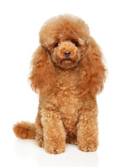 Toy poodle sitting on a white background