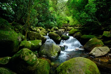 Deurstickers Bosrivier Creek below Wairere Falls, New Zealand. 