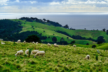 Sheep on Waiheke Island near Stony Batter Historic Reserve, New Zealand. 