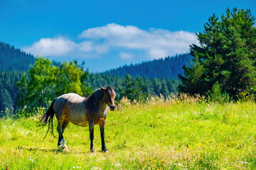 Fototapeta na wymiar A Horse in a green meadow in mountains