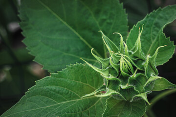 Close-up of an immature sunflower head on a sunny summer day. An unopened bud. Green sunflower. The plant is ripening. A moment before. Rough green leaves. Trunk texture.
