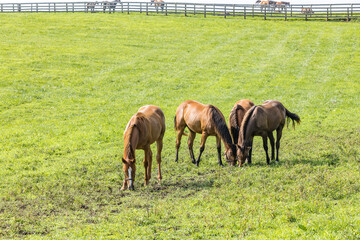 A herd of four Thoroughbred yearling fillies grazing in a grassy pasture with a board fence and...