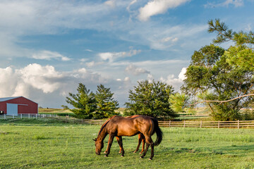 Two Thoroughbred geldings grazing in a pasture with a split-rail fence and trees with storm clouds and a red shed.