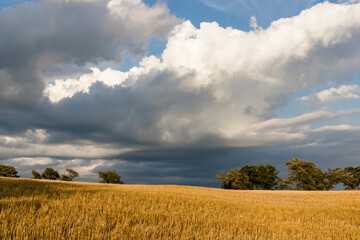 Fototapeta na wymiar Cumulus storm clouds over a field of wheat stubble and trees. 