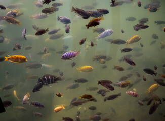 Fischschwarm im Wasser, unterschiedliche Fische schwimmen  im großen Wassertank