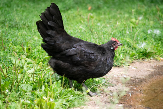 Augsburger Huhn im Freien