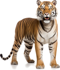 Obraz premium tiger isolated on white background file png