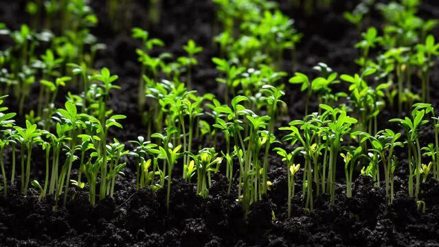 Closeup nature agriculture shoot dynamic time lapse of sprouts germinating