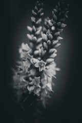Perennial Salvia Flower in a Black and White Filter