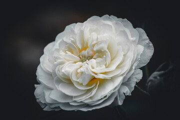 Giant White Peony Flower