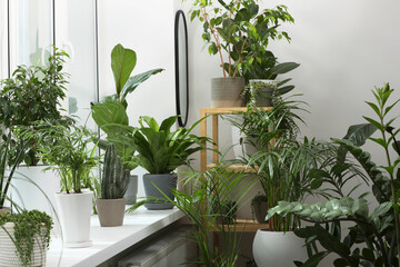 Many beautiful potted houseplants near window indoors - Powered by Adobe