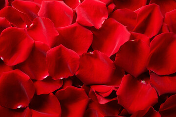Naklejka premium Beautiful red rose petals as background, top view
