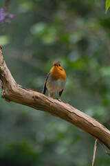 Rotkehlchen ast baum zweig bokeh detail Nahaufnahme 