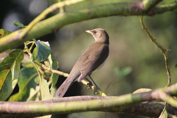 ave - sabiá poca - Turdus amaurochalinus