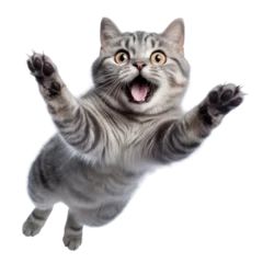 Fotobehang jump shorthair cat isolated on transparent background cutout © Papugrat