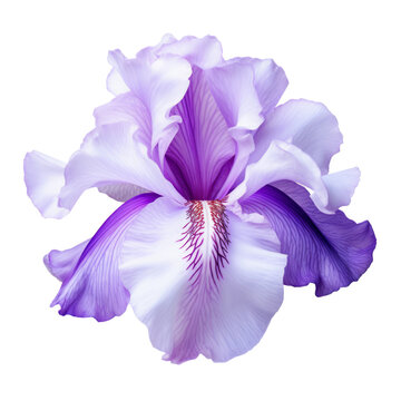 purple iris flower isolated on transparent background cutout