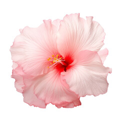 pink carnation flower isolated on transparent background cutout
