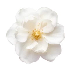  white flower isolated on transparent background cutout © Papugrat