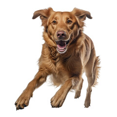 golden retriever dog isolated on transparent background cutout